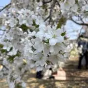 レモンの画像