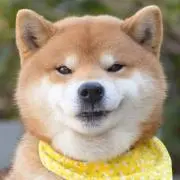 イッヌの画像