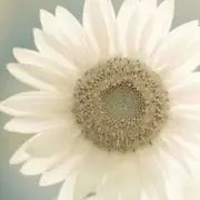 white sunflower