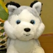 nuisuki