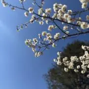 りんの画像