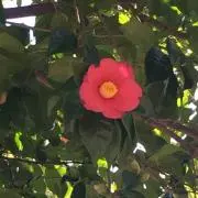 mau♡の画像