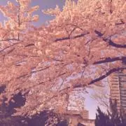 遥かの画像
