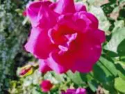 roseirの画像