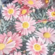 ⚪︎maru⚪︎の画像