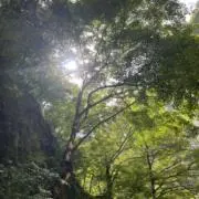 honamiの画像