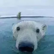 ✤ guri ✤の画像