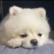 鶴