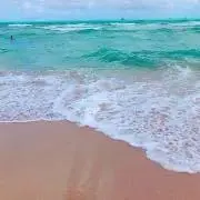 はりの画像