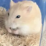 ちびの画像