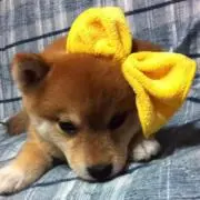 hikahika