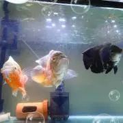 PASの画像