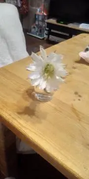 茶虎オヤジ