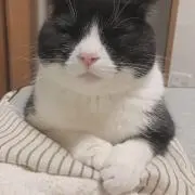 しん