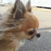 くるみ