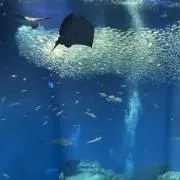 るなの画像