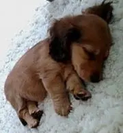椿　あんこ