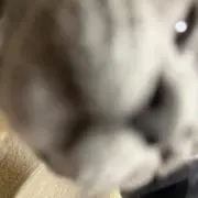 RYYの画像