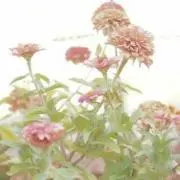 haru【※基本、毎週水曜日発送です】の画像