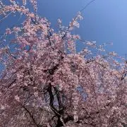 なだっこの画像