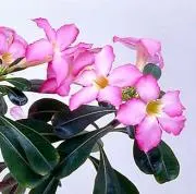 お茶