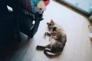 るばの画像