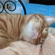 くーちゃんママ