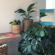 わあぽの画像