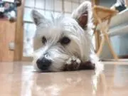Rinの画像