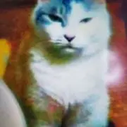 マロンの画像