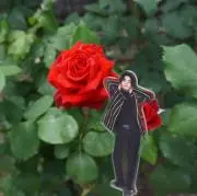 桔梗の画像