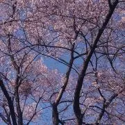 乃愛