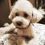 ゆかちゃんまんの画像