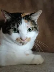 にゃん ❤の画像