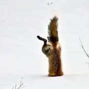 ベン