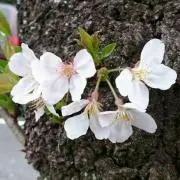 イチゴ