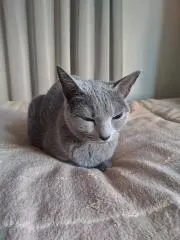 アオタマの画像