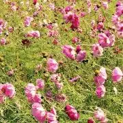 himinoの画像
