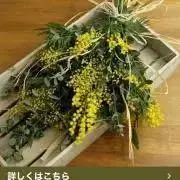 ミモザの画像