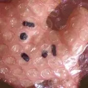 ぽよの画像