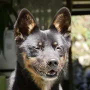 tenminの画像