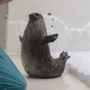 いぶの画像