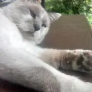 malの画像
