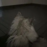 かなでの画像
