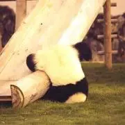 ぱんだ