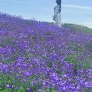 きりんの画像