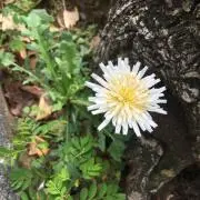 白色タンポポの画像