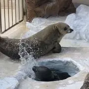 ブラウン⭐︎の画像