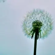 ノージーの画像
