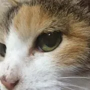ぷらしーぼの画像